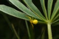 Goldenrod crab spider (Misumena vatia) on stem of golden rod plant. The yellow color matches that of flowers.