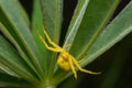 Goldenrod crab spider (Misumena vatia) on stem of golden rod plant. The yellow color matches that of flowers.