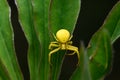 Goldenrod crab spider (Misumena vatia) on stem of golden rod plant. The yellow color matches that of flowers.