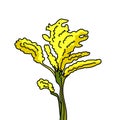 Goldenrod flower illustration vector isolated