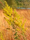 Goldenrod Flower Kettle Moraine Wisconsin Royalty Free Stock Photo