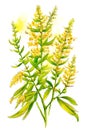 Goldenrod fresh flowers and leaves over white background. Generative AI watercolor illustration