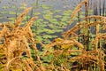 Goldenrod and lillypads Royalty Free Stock Photo