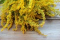 Goldenrod medicinal plant with yellow flowers on wood table. Fresh herbs on wooden background. Top view. Selective focus. Natural Royalty Free Stock Photo