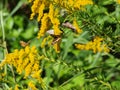 Goldenrod Plant Is A Magnet for Insects