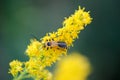 Goldenrod Soldier Beetle Royalty Free Stock Photo