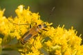 Goldenrod Soldier Beetle - Chauliognathus pensylvanicus Royalty Free Stock Photo