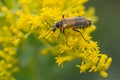 Goldenrod Soldier Beetle - Chauliognathus pensylvanicus Royalty Free Stock Photo