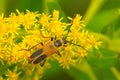 Goldenrod Soldier Beetle - Chauliognathus pensylvanicus Royalty Free Stock Photo