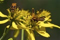 Goldenrod Soldier Beetle   823239 Royalty Free Stock Photo