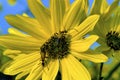 Goldenrod Soldier Beetles 17063