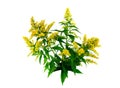 Goldenrod (Solidago) Royalty Free Stock Photo