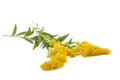 Goldenrod Solidago gigantea Royalty Free Stock Photo