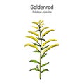 Goldenrod Solidago gigantea , medicinal plant