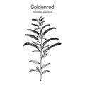 Goldenrod Solidago gigantea , medicinal plant