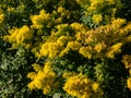 Goldenrod Solidago hybrid cultivar `Golden Mosa` - lovely perennial that bears abundant, fluffy conical panicles of brilliant Royalty Free Stock Photo