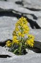 Goldenrod - Solidago virgaurea Royalty Free Stock Photo