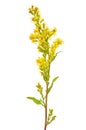 Goldenrod (Solidago virgaurea) flower Royalty Free Stock Photo