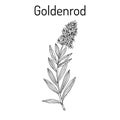 Goldenrod Solidago virgaurea , or Woundwort, medicinal plant Royalty Free Stock Photo