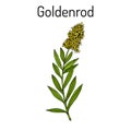 Goldenrod Solidago virgaurea , or Woundwort, medicinal plant Royalty Free Stock Photo