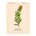 Goldenrod Solidago virgaurea , or Woundwort, medicinal plant Royalty Free Stock Photo