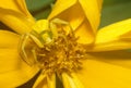 Goldenrod Spider on Yellow Flower Royalty Free Stock Photo