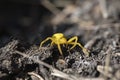 goldenrod tiny crab spider in genus Mecaphesa on ground