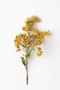 Goldenrod plant flowers Solidago on a white background