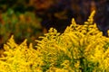 Goldenrod Wildflowers - Autumn / Fall Splendor - West Virginia Royalty Free Stock Photo