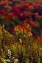 Goldenrod Wildflowers - Autumn / Fall Splendor - West Virginia Royalty Free Stock Photo