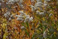 Goldenrod wildflowers in autumn garden. Solidago gigantea