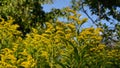 Goldenrod wildflowers grow in the garden. Solidago gigantea. Beautiful yellow flowers in summer