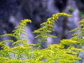 Goldenrod  yellowbeautiful  in garden. Royalty Free Stock Photo