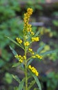 Goldenrods flowers, Solidago chilensis, medicinal plant