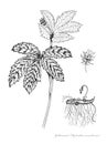 Goldenseal Royalty Free Stock Photo