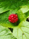 Goldenseal herb forest art garden Royalty Free Stock Photo