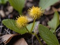Goldenseal (Hydrastis canadensis) Royalty Free Stock Photo