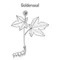 Goldenseal Hydrastis canadensis , medicinal plant Royalty Free Stock Photo