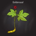 Goldenseal Hydrastis canadensis , medicinal plant Royalty Free Stock Photo