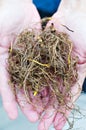 Goldenseal Roots Royalty Free Stock Photo