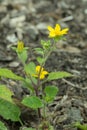 Golden-knee Chrysogonum virginianum, golden-yellow flowers Royalty Free Stock Photo