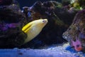 Goldentail Moray - Banana Eel Royalty Free Stock Photo