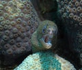 Goldentail Moray Eeel Royalty Free Stock Photo