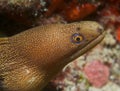 Goldentail Moray Eel Royalty Free Stock Photo