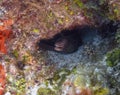 A Goldentail Moray Eel (Gymnothorax miliaris) in Cozumel
