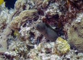 A Goldentail Moray Eel (Gymnothorax miliaris) in Cozumel
