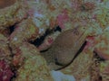 Goldentail Moray Eel Gymnothorax miliaris