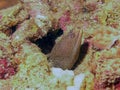 Goldentail Moray Eel Gymnothorax miliaris