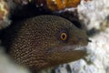 Goldentail Moray Eel in Honduras Royalty Free Stock Photo