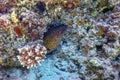 Goldentail Moray eel waiting for prey Gymnothorax miliaris Tropical waters